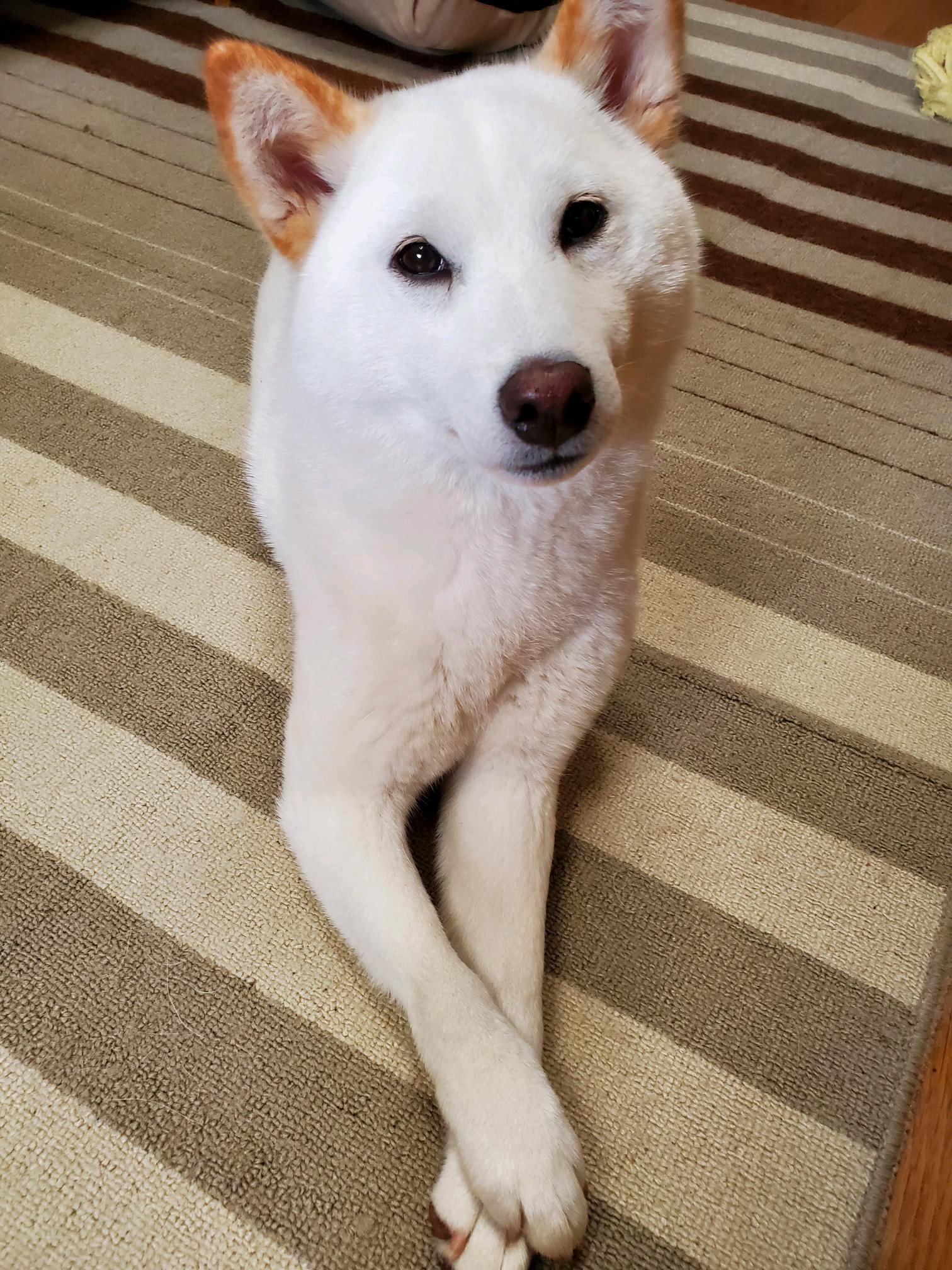 愛犬の藤ちゃん